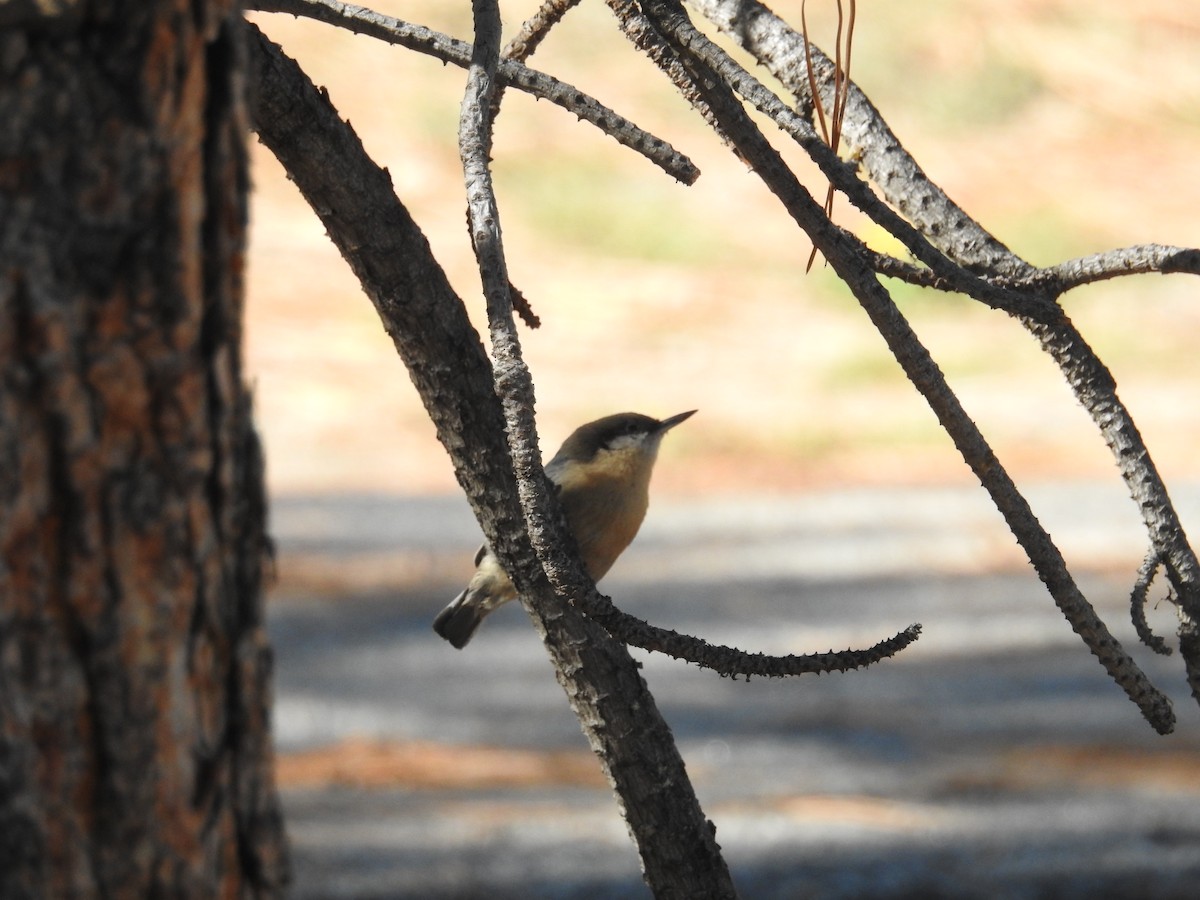 Pygmy Nuthatch - Neill Vanhinsberg