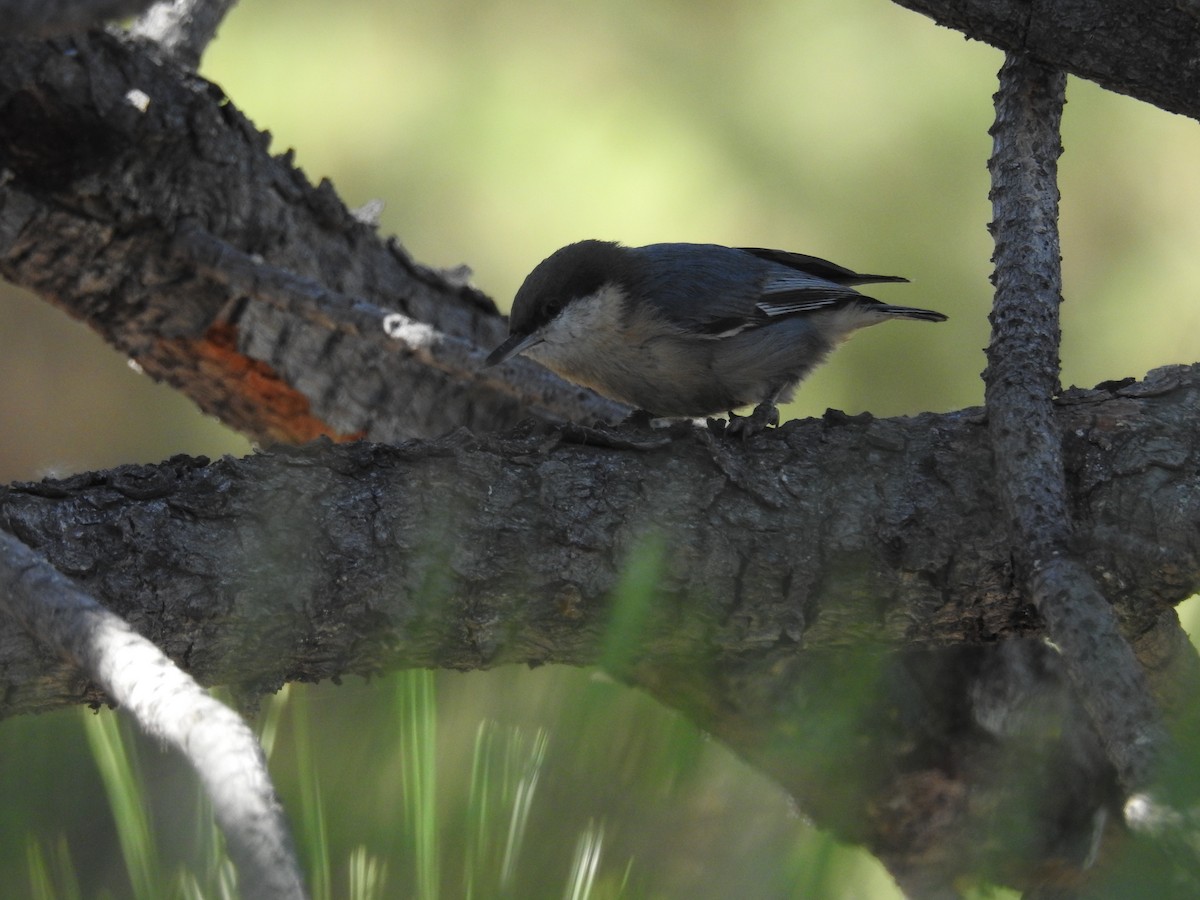 Pygmy Nuthatch - ML609000040