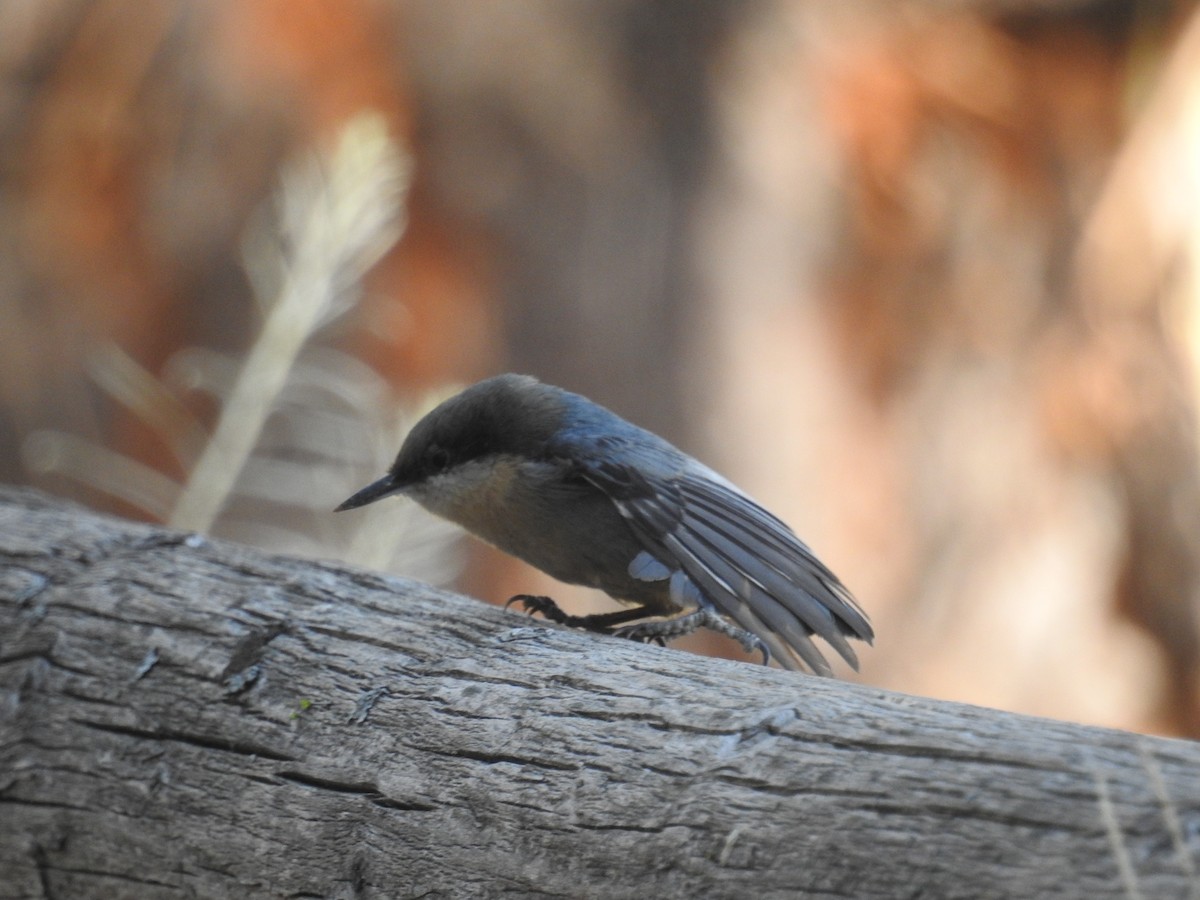 Pygmy Nuthatch - ML609000041