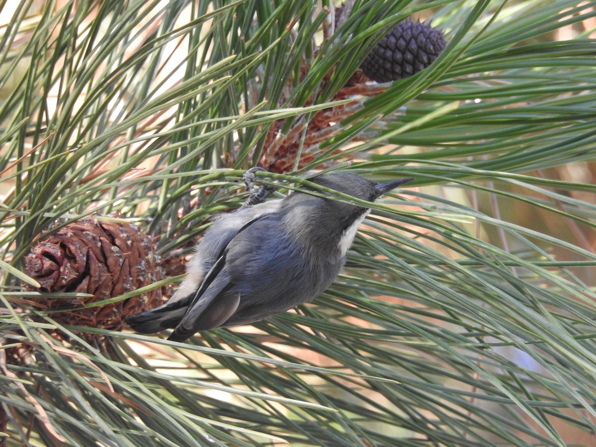 Pygmy Nuthatch - ML609000042