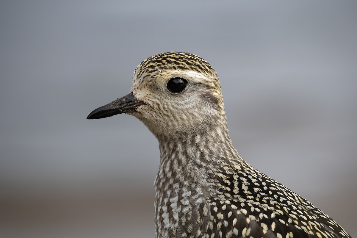 American Golden-Plover - ML609000070