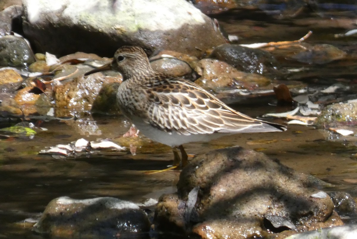 Pectoral Sandpiper - ML609000076