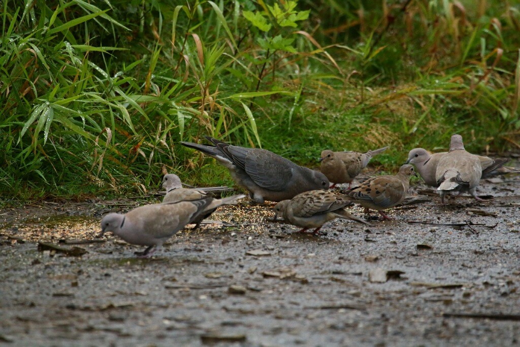 Mourning Dove - ML609000078