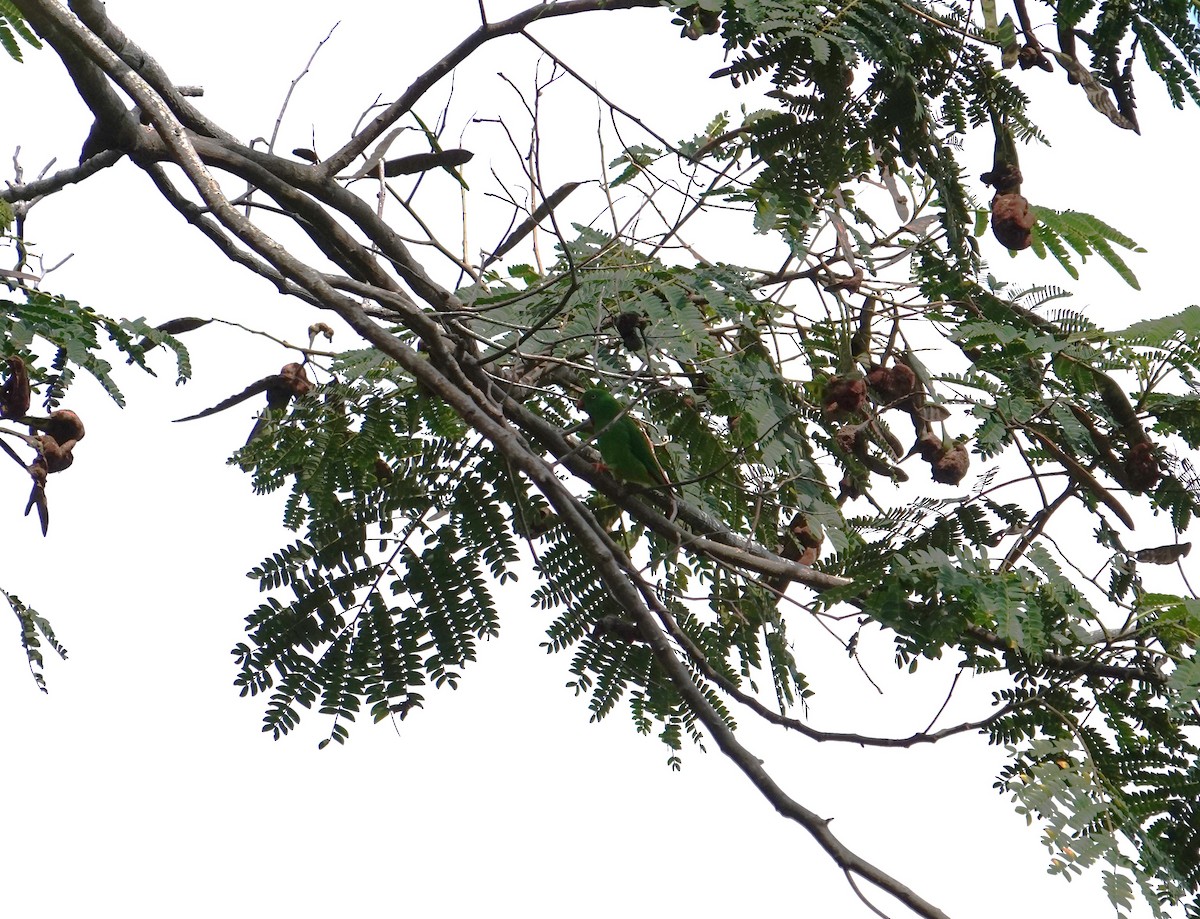 Wallace's Hanging-Parrot - ML609000119