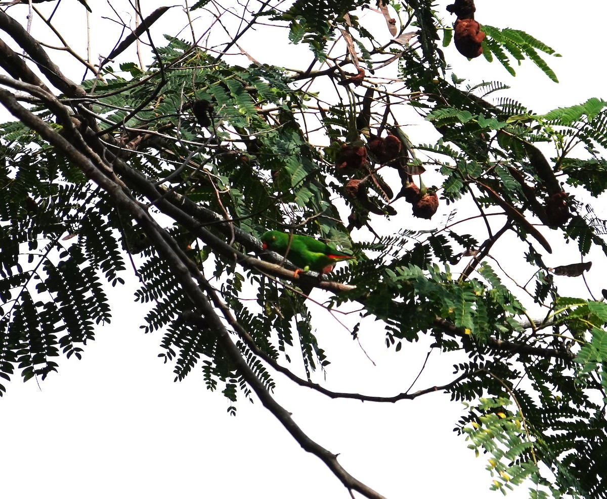 Wallace's Hanging-Parrot - ML609000121