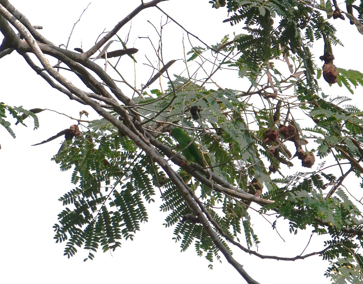 Wallace's Hanging-Parrot - ML609000123