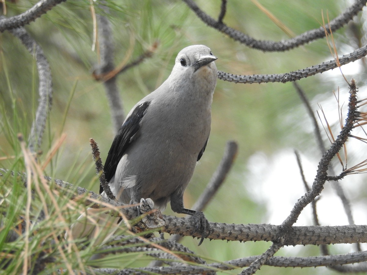 Clark's Nutcracker - ML609000159