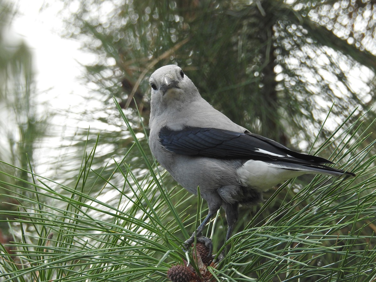 Clark's Nutcracker - ML609000160