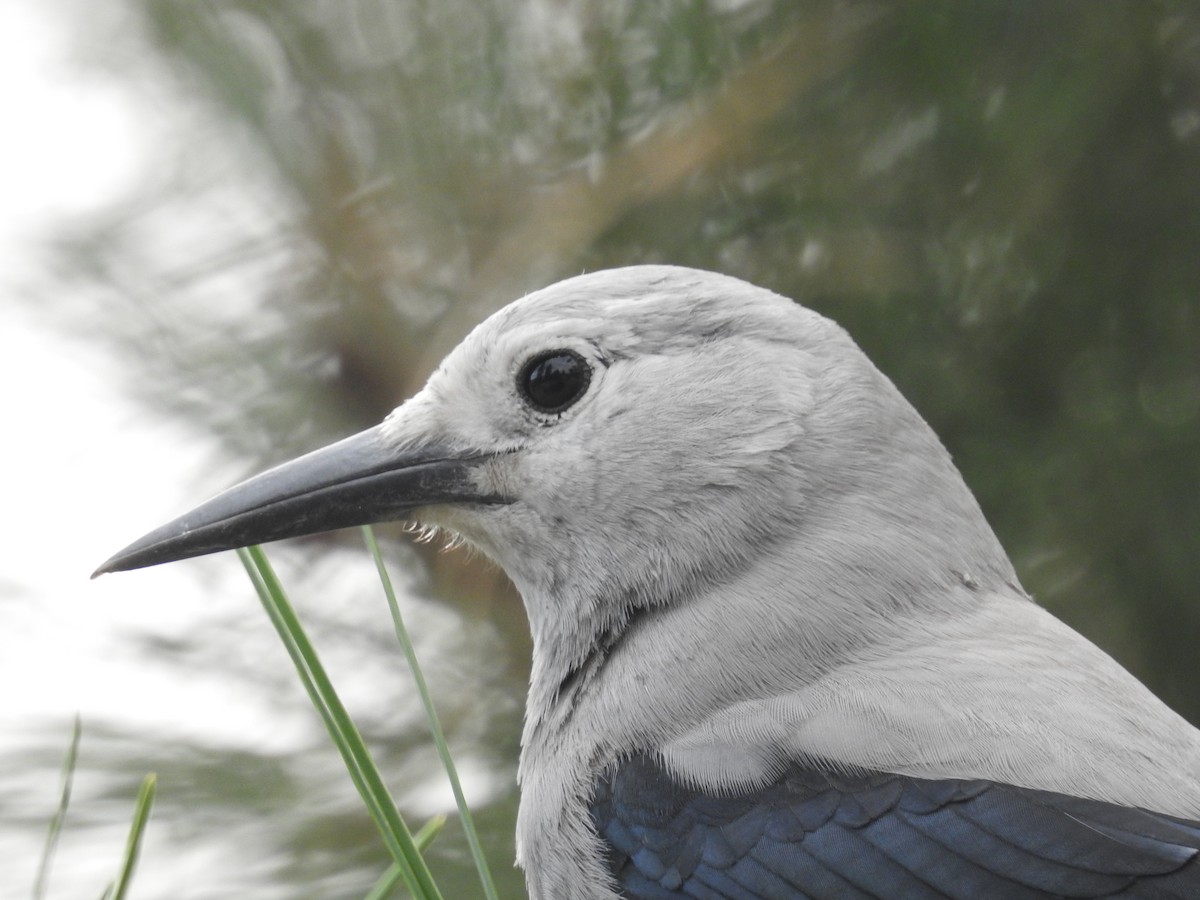 Clark's Nutcracker - ML609000164