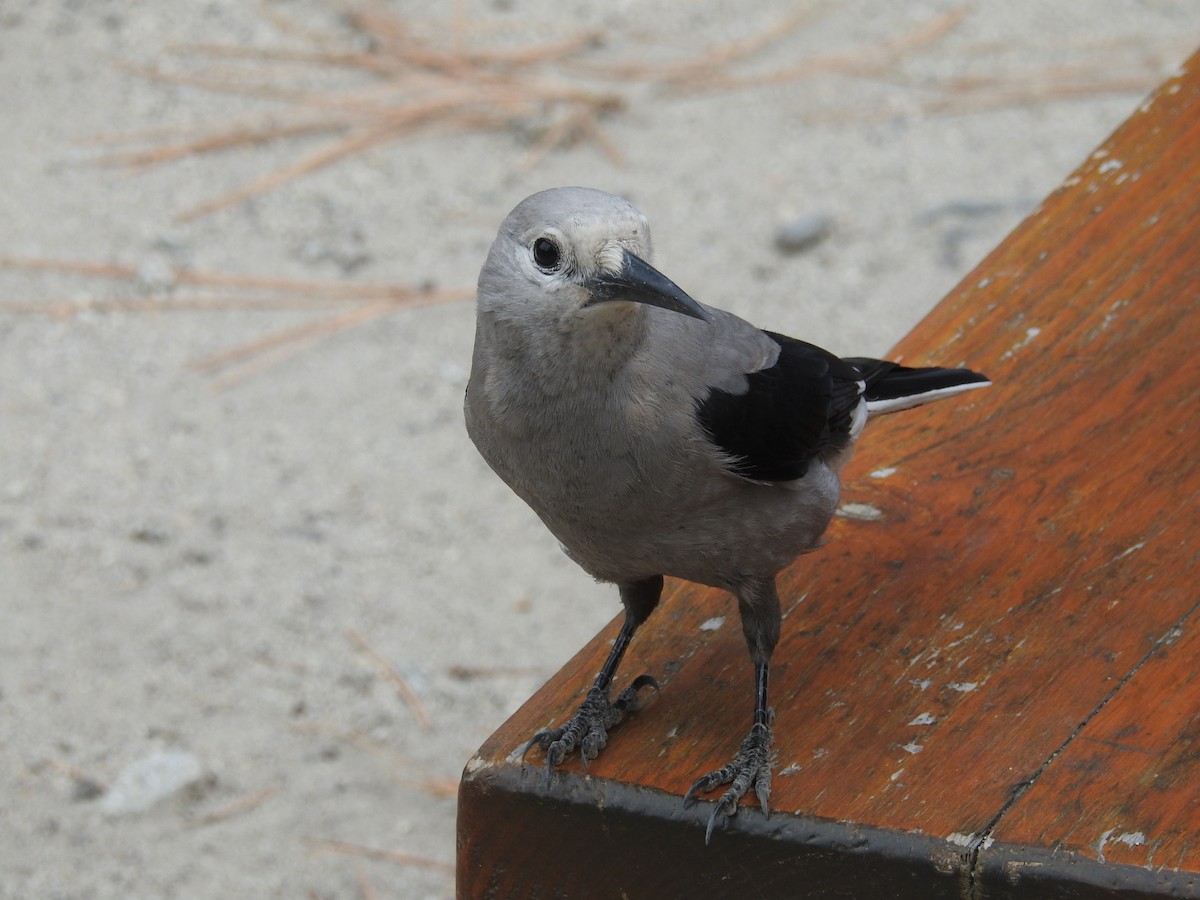 Clark's Nutcracker - ML609000165