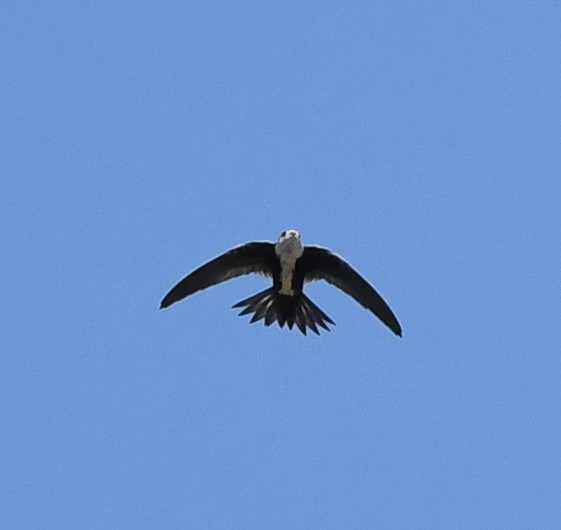 White-throated Swift - Joshua Greenfield