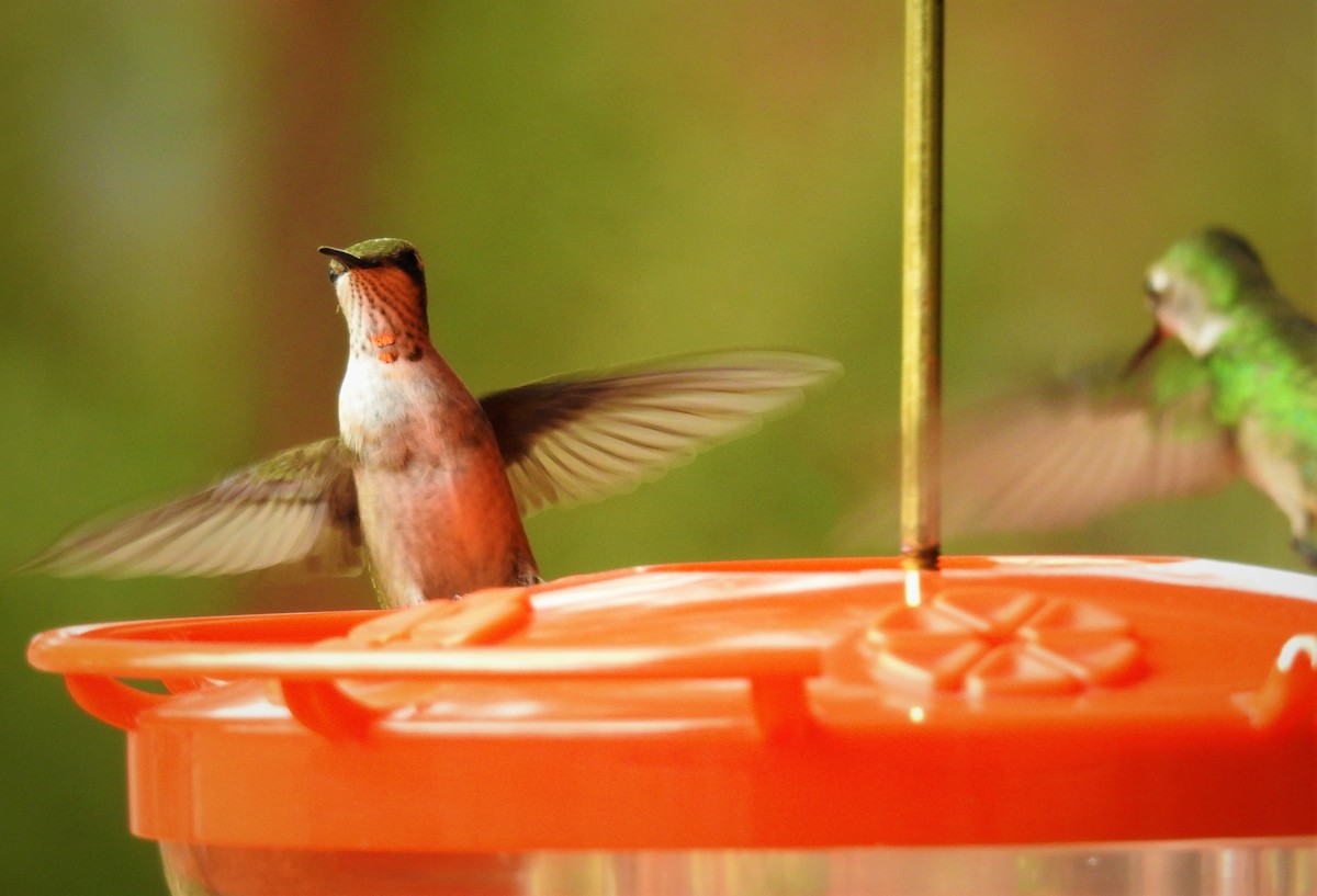 Ruby-throated Hummingbird - Caden Williams