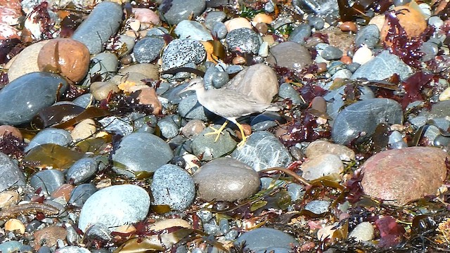 Wandering Tattler - ML609000187