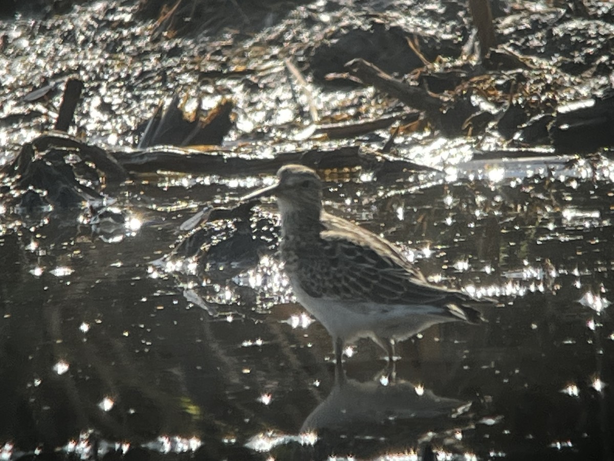 Pectoral Sandpiper - ML609000210