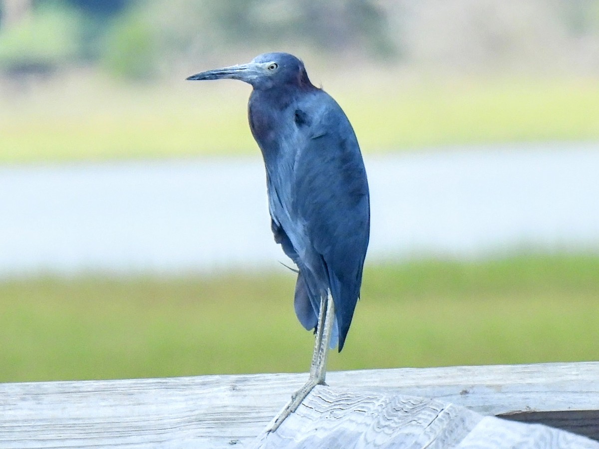 Little Blue Heron - ML609000222