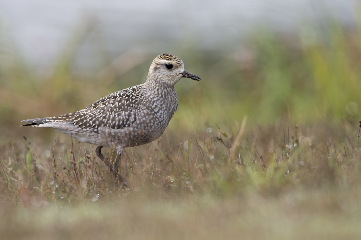 American Golden-Plover - ML609000293