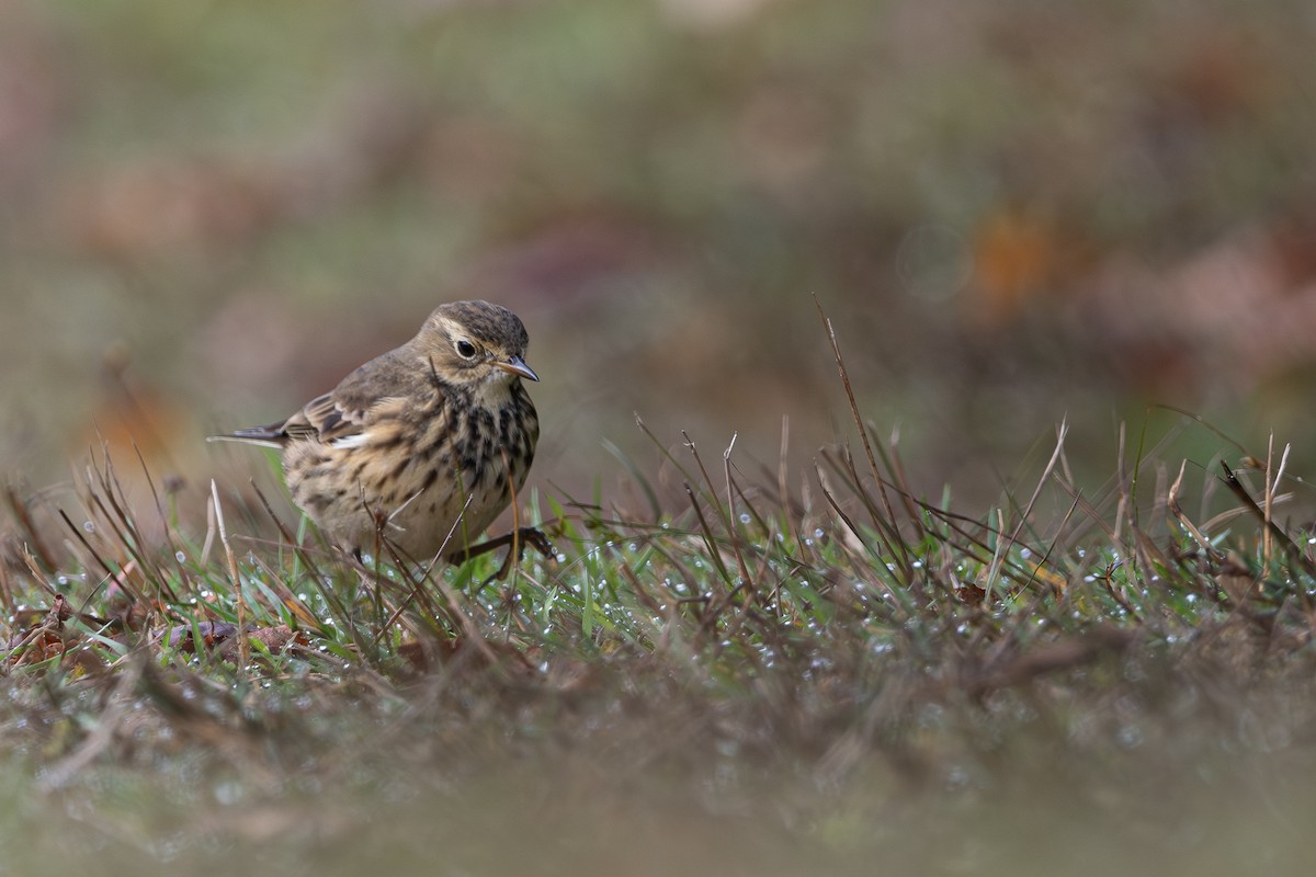 American Pipit - ML609000316