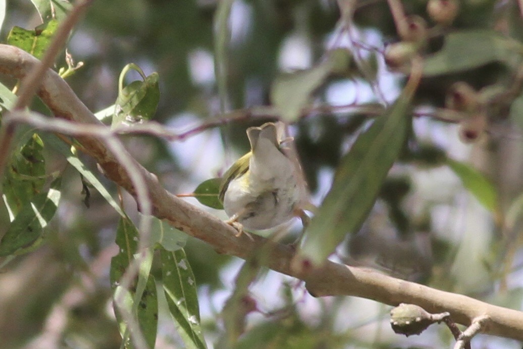 Wood Warbler - ML609000343