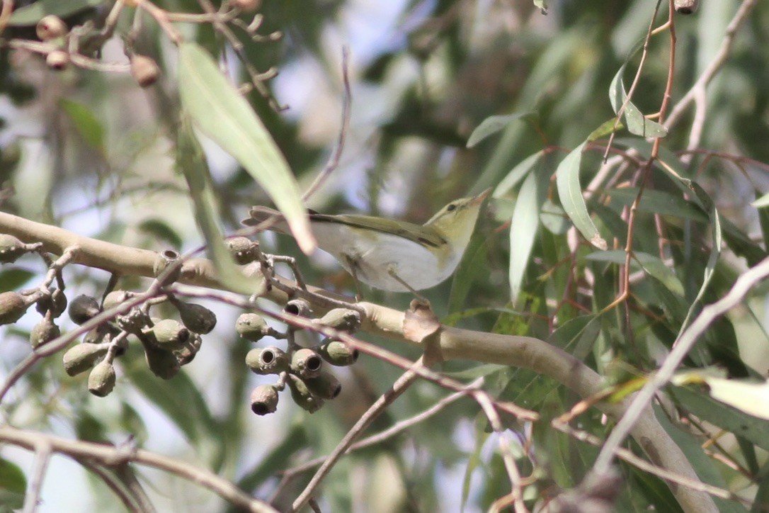 Wood Warbler - ML609000344