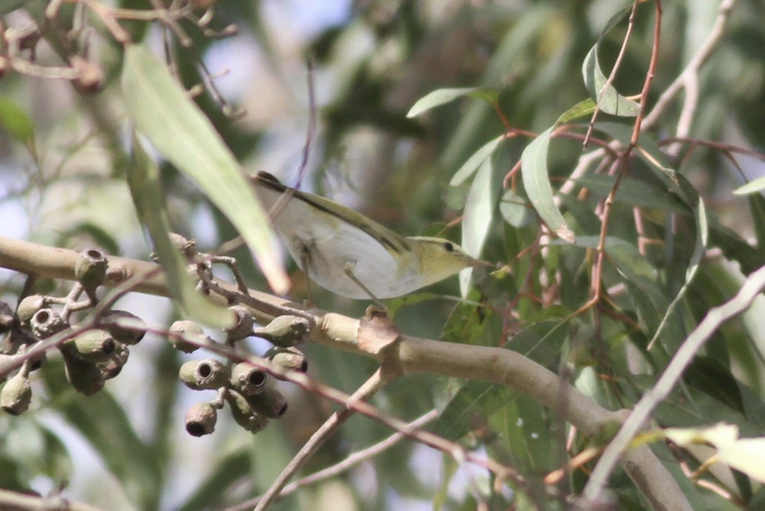 Wood Warbler - ML609000345