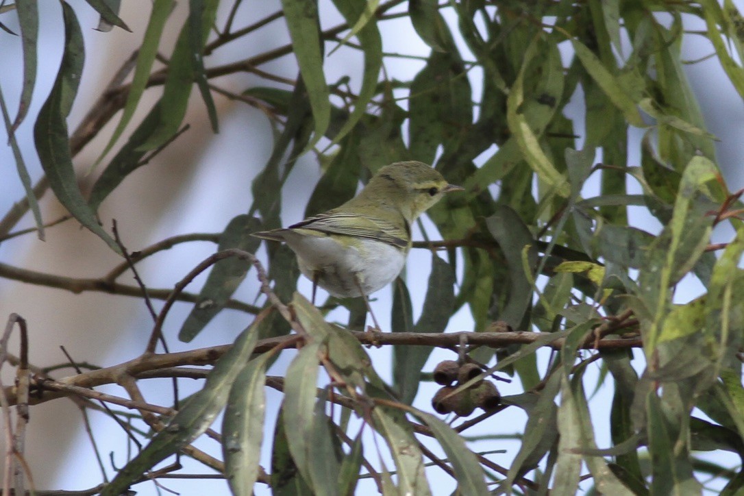 Wood Warbler - ML609000346