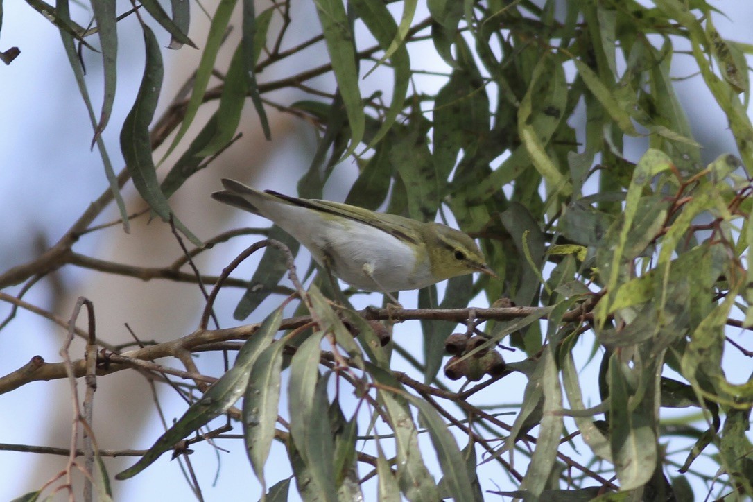 Wood Warbler - ML609000347