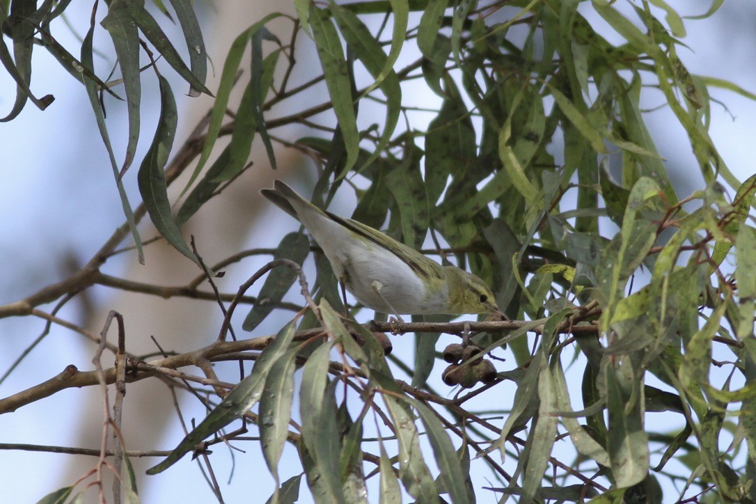 Wood Warbler - ML609000350