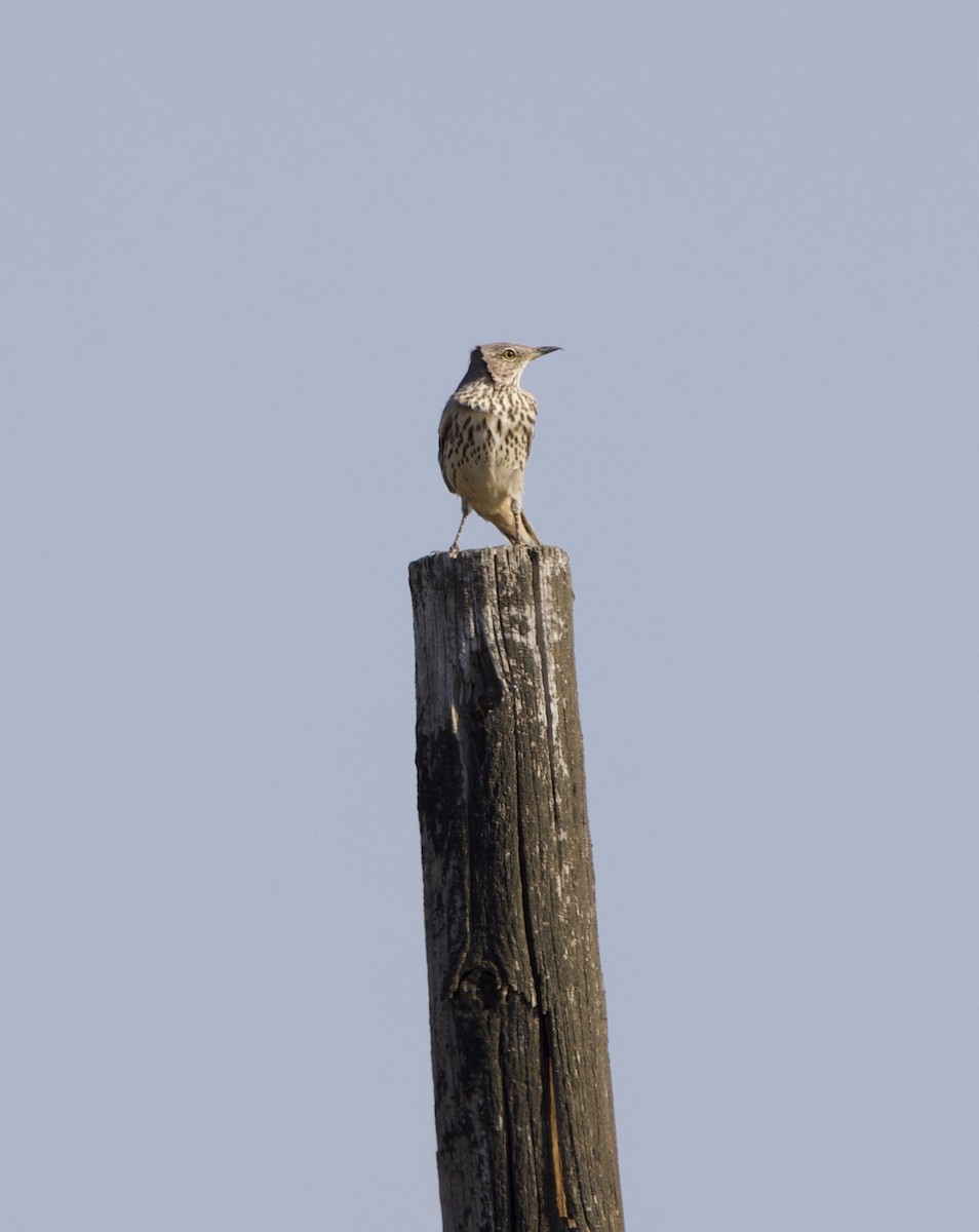 Sage Thrasher - ML609000381
