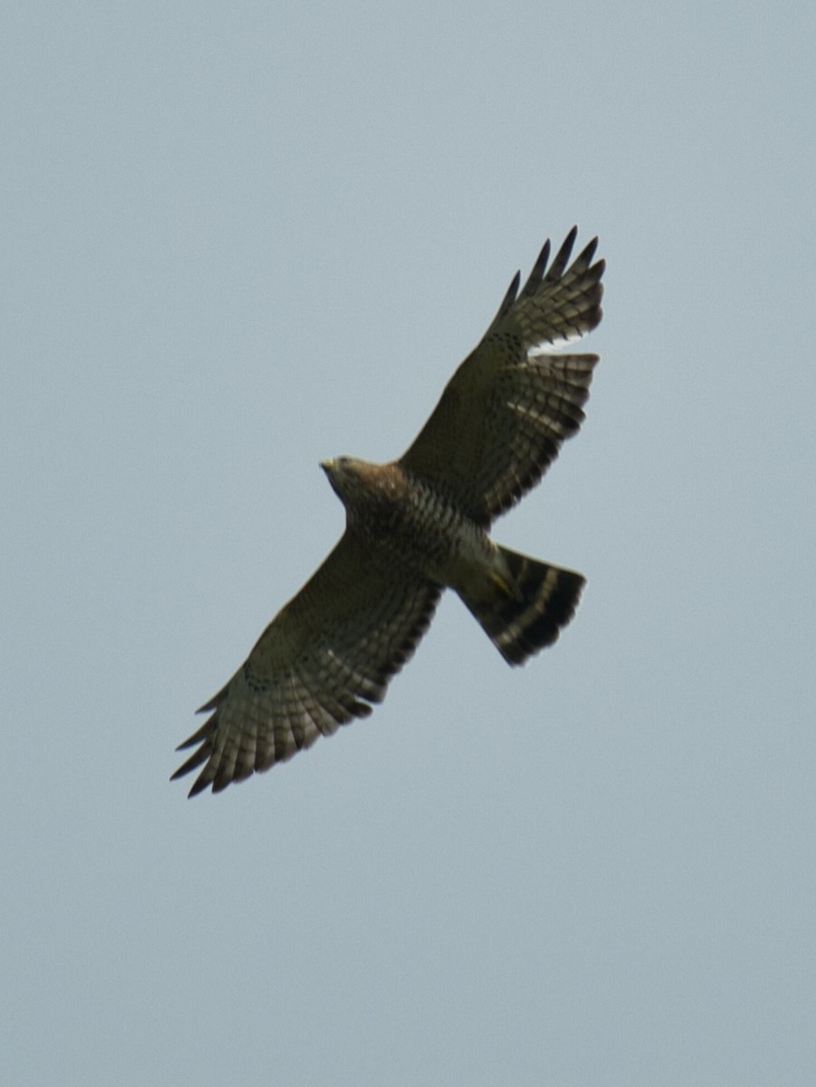 Broad-winged Hawk - ML609000473