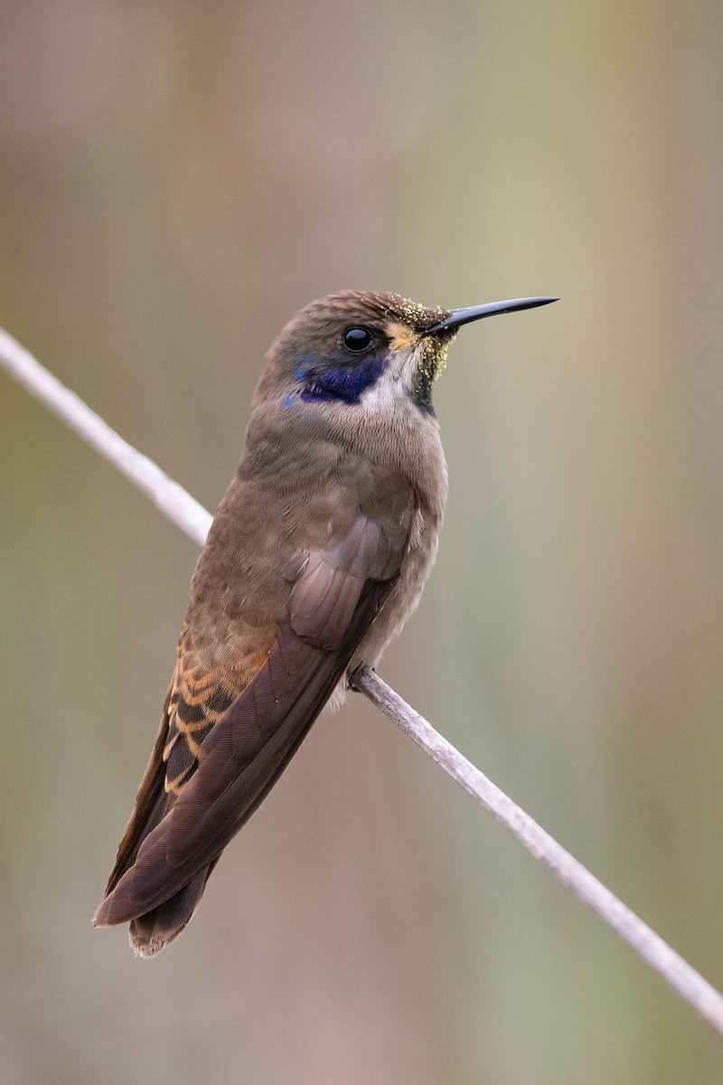 Brown Violetear - Claudia Brasileiro