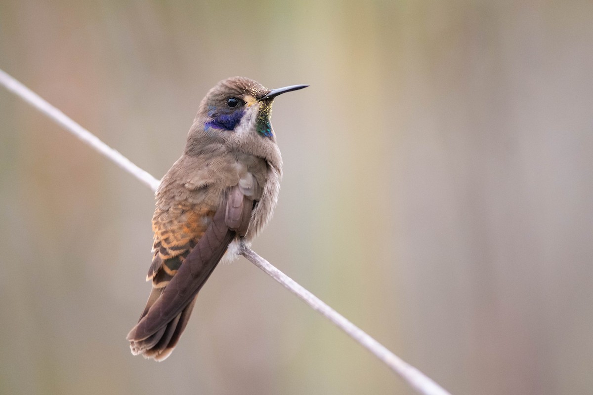 Brown Violetear - Claudia Brasileiro