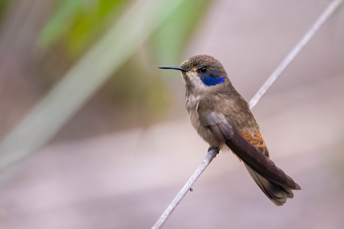 Brown Violetear - Claudia Brasileiro