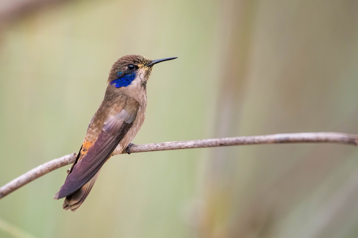 Brown Violetear - Claudia Brasileiro