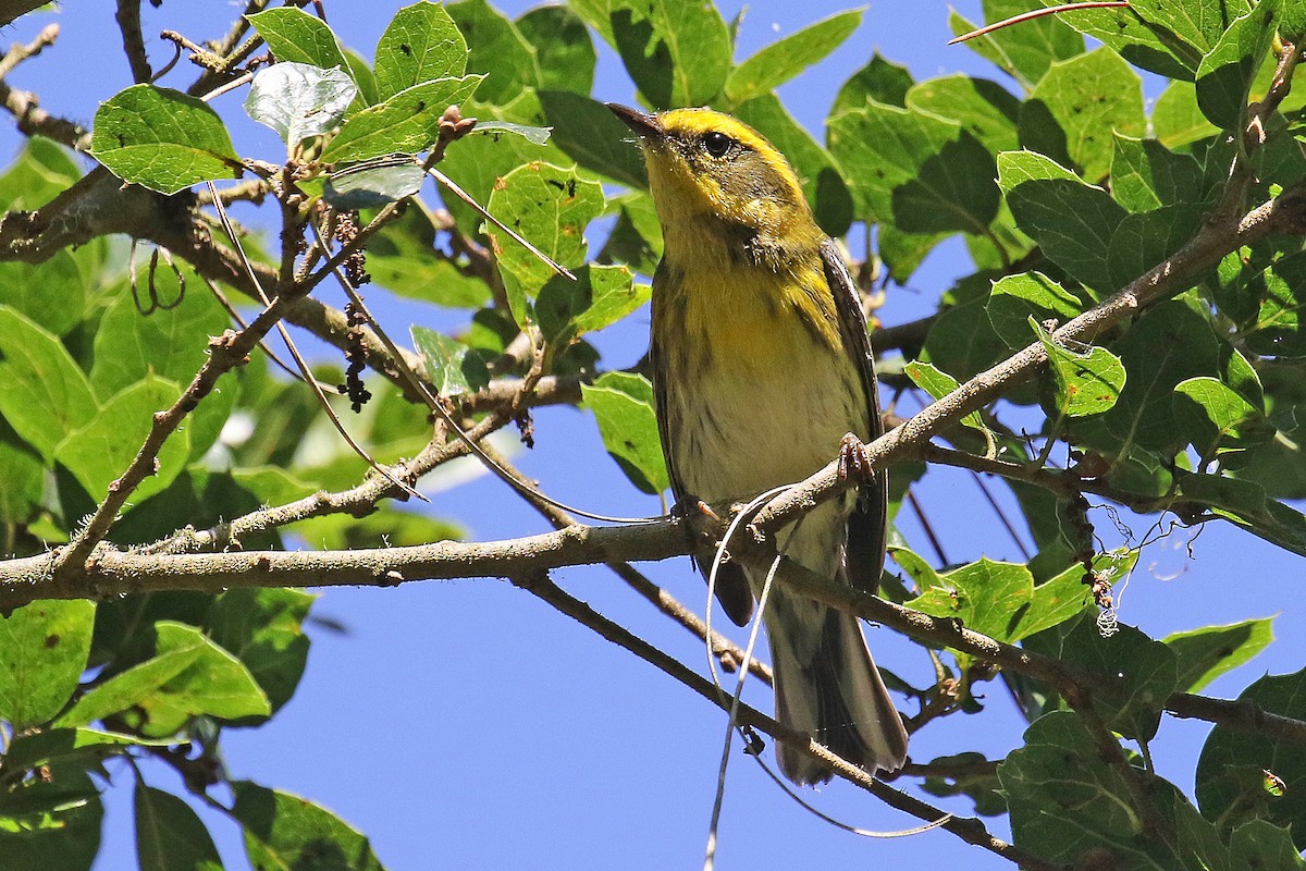 Townsend's Warbler - ML609000546