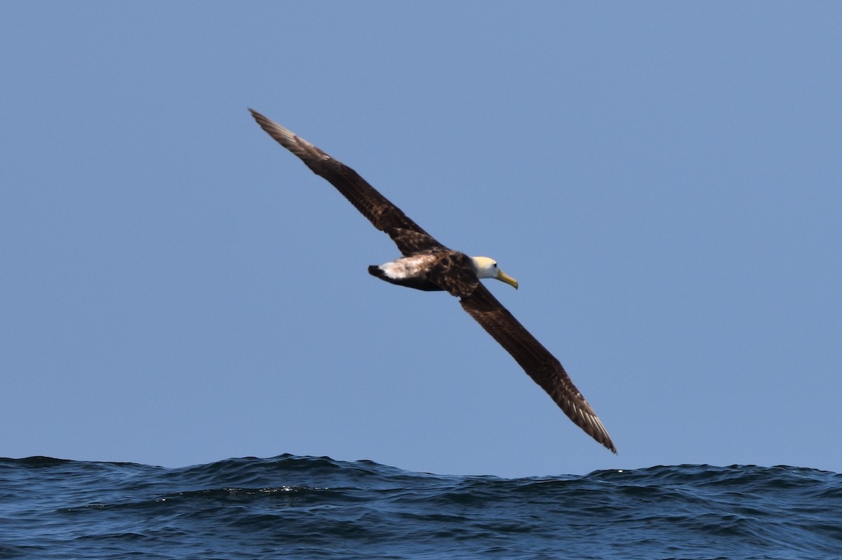 Waved Albatross - ML609000652
