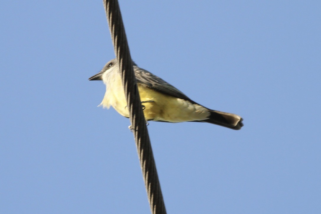 Cassin's Kingbird - ML609000672