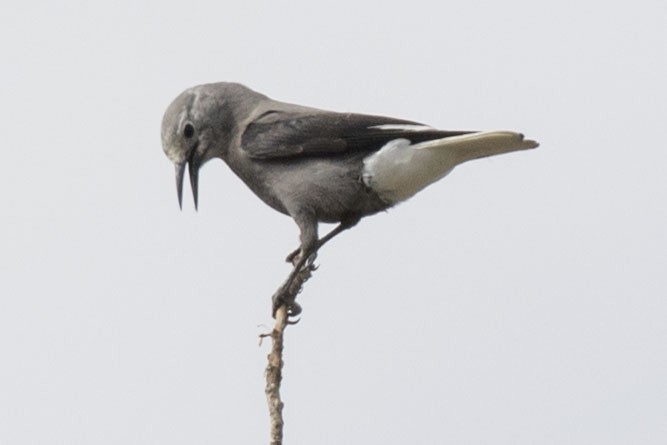 Clark's Nutcracker - ML609000712