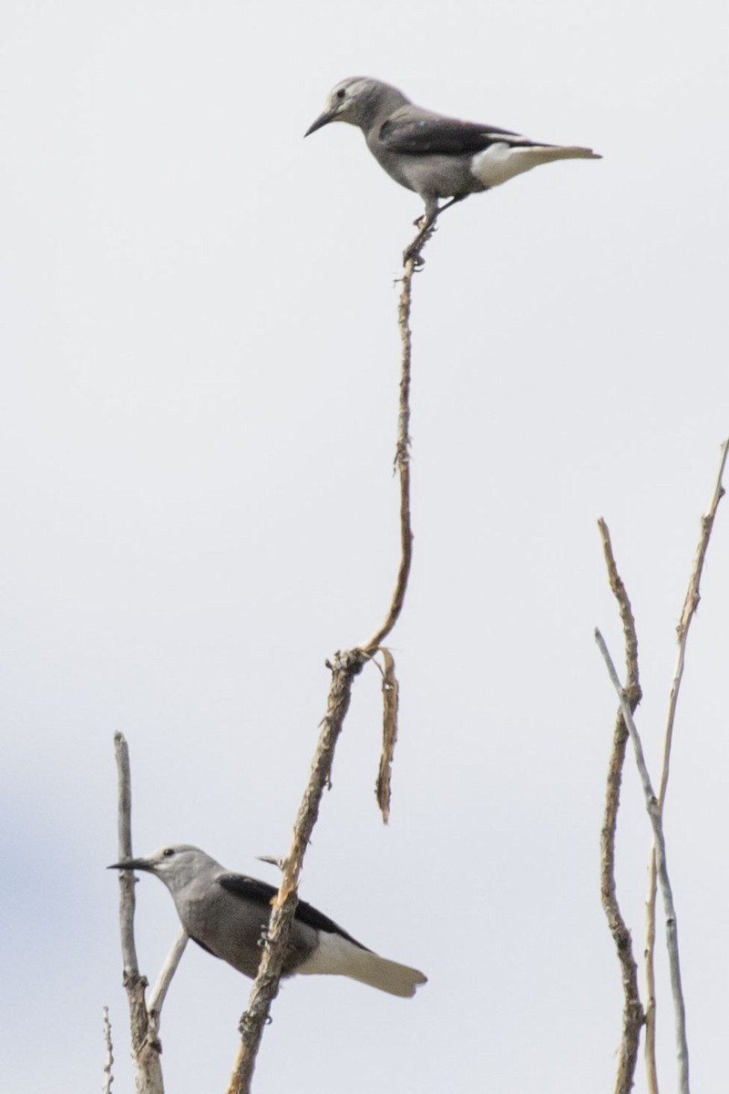 Clark's Nutcracker - ML609000713