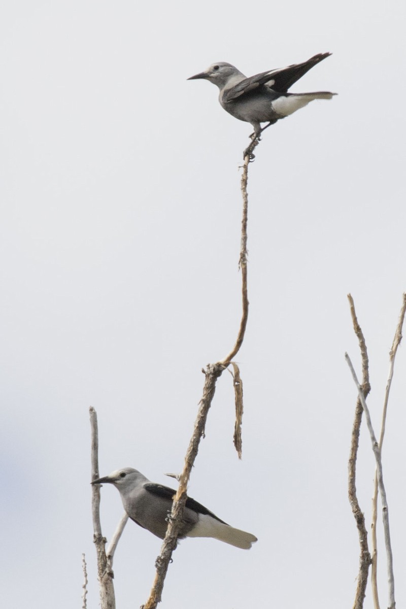 Clark's Nutcracker - ML609000714