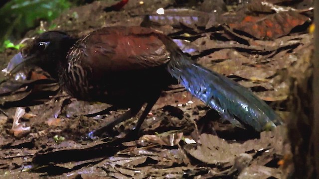 Banded Ground-Cuckoo - ML609000727