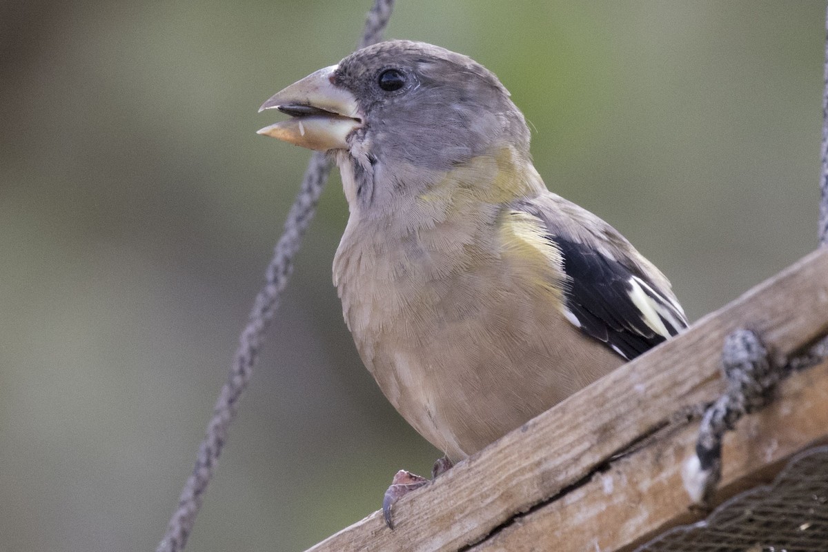 Evening Grosbeak - ML609000731