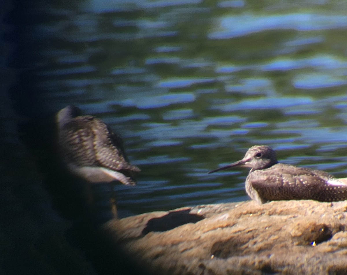 Коловодник строкатий - ML609000744