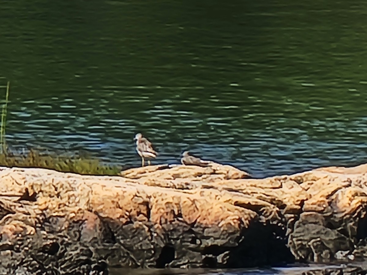 Коловодник строкатий - ML609000754