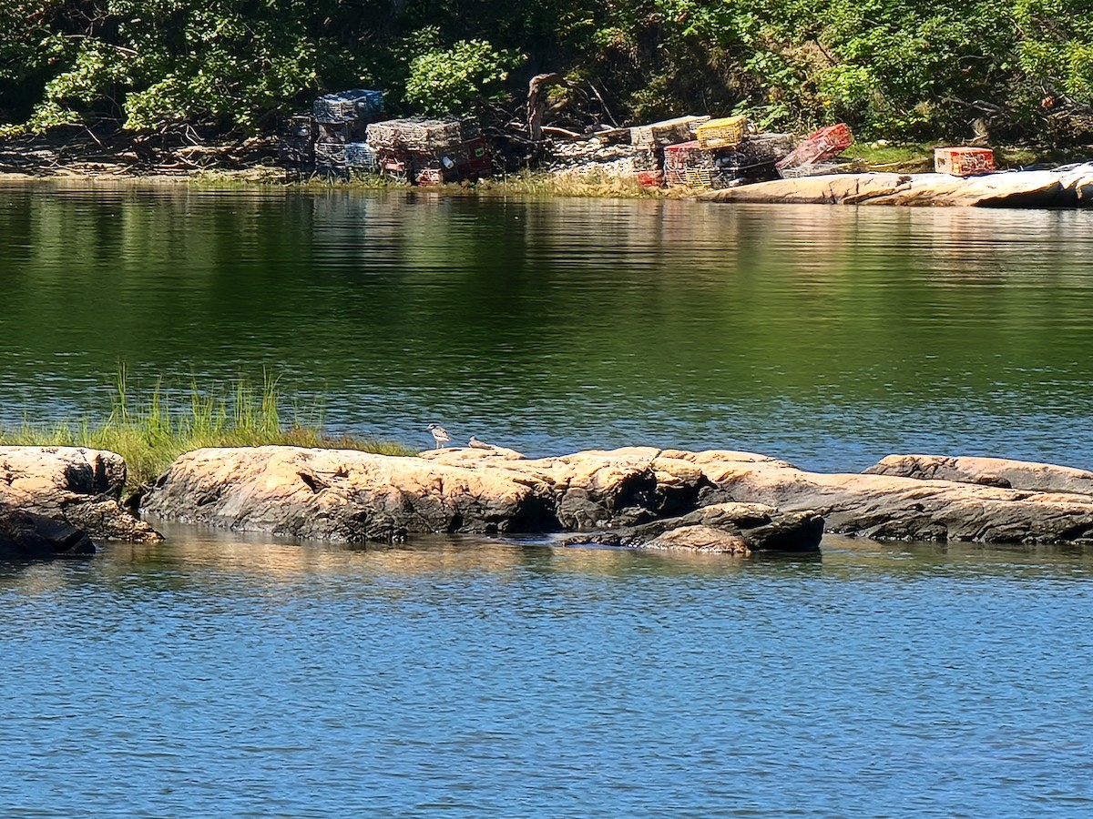 Коловодник строкатий - ML609000755