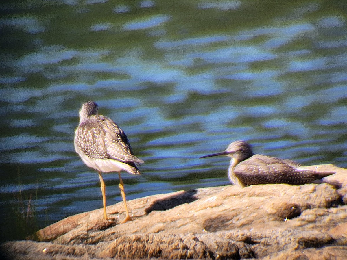 Коловодник строкатий - ML609000756