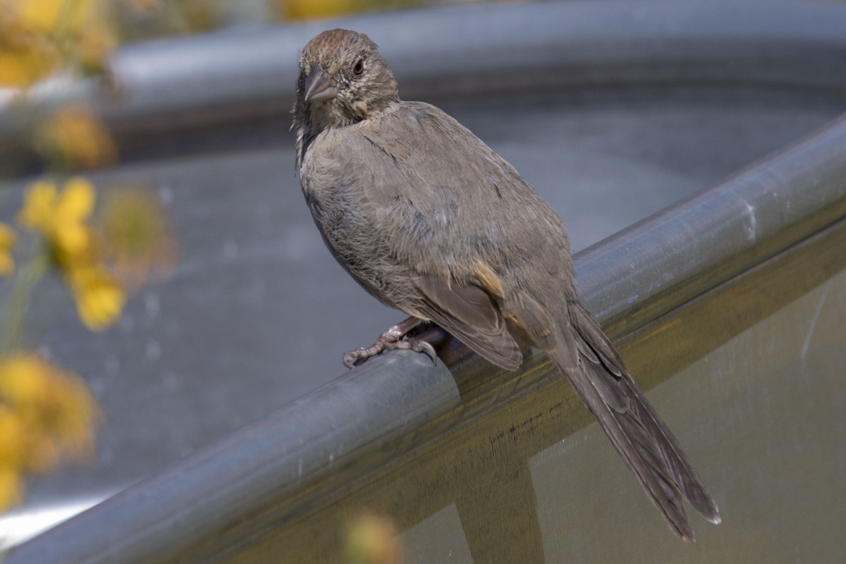 Canyon Towhee - ML609000780