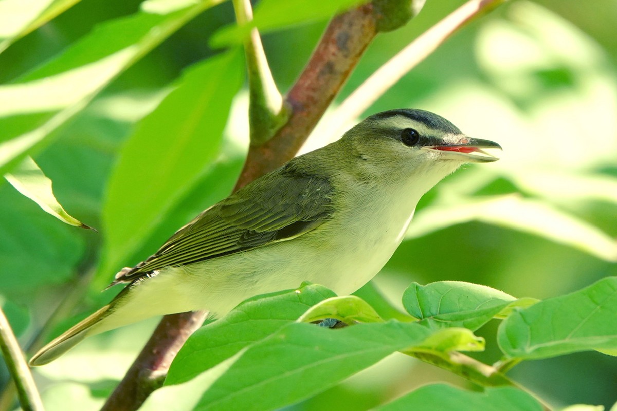 rødøyevireo - ML609000807