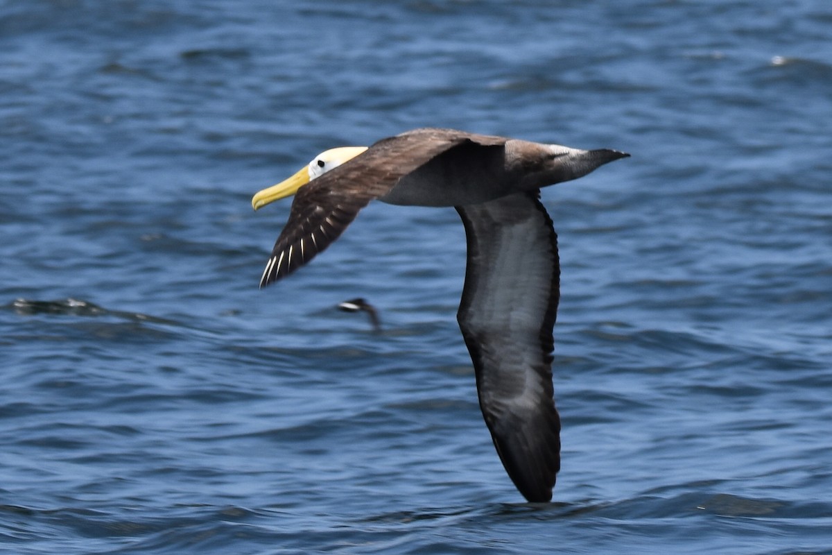 Waved Albatross - ML609000820