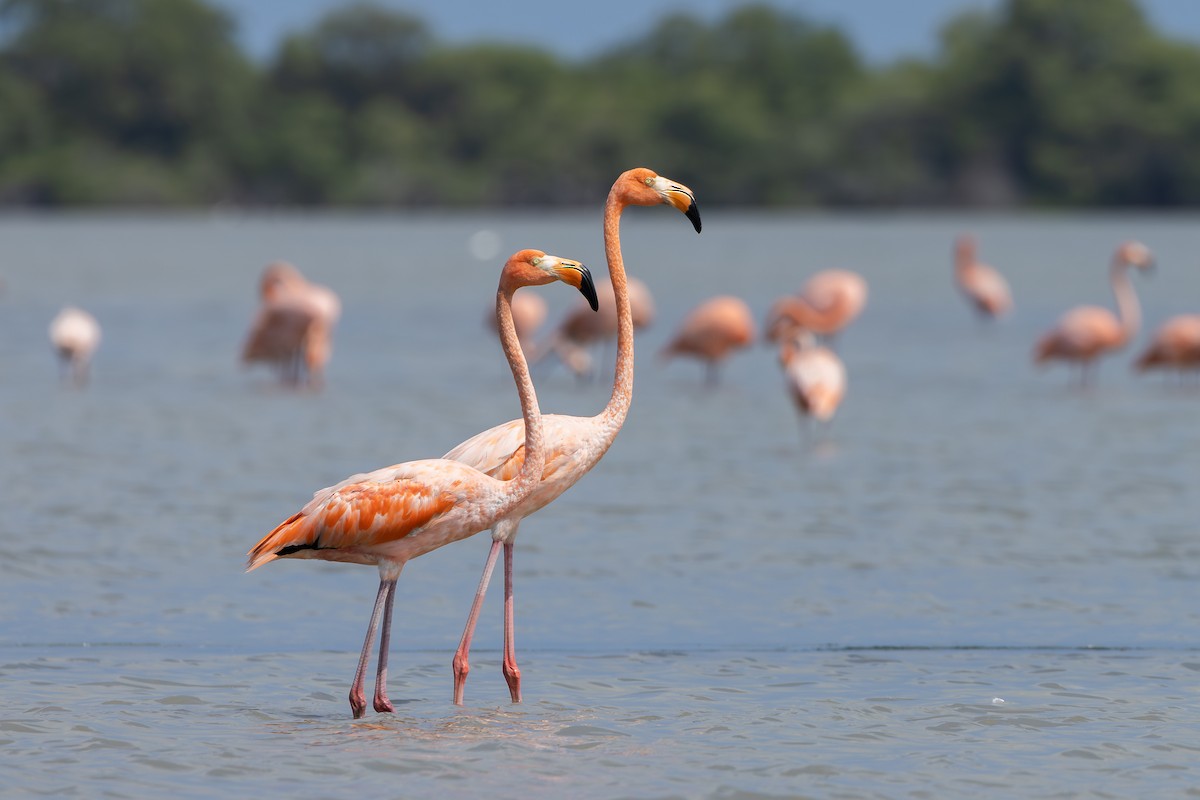 American Flamingo - ML609000893