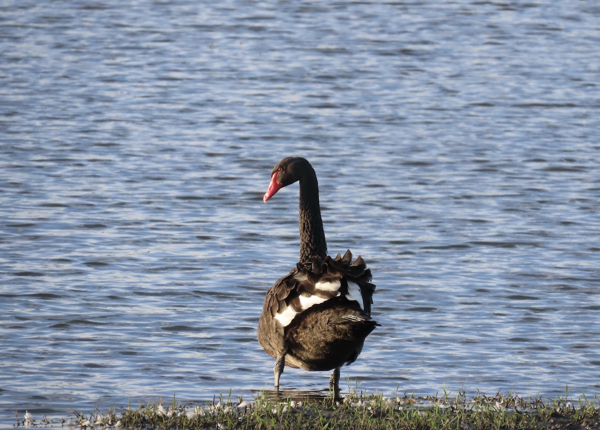 Black Swan - ML609000911